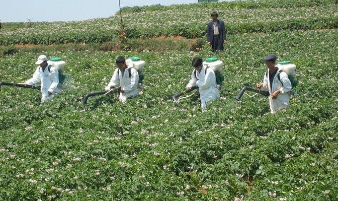 供應(yīng)土豆種子yu購 土豆種子yu購