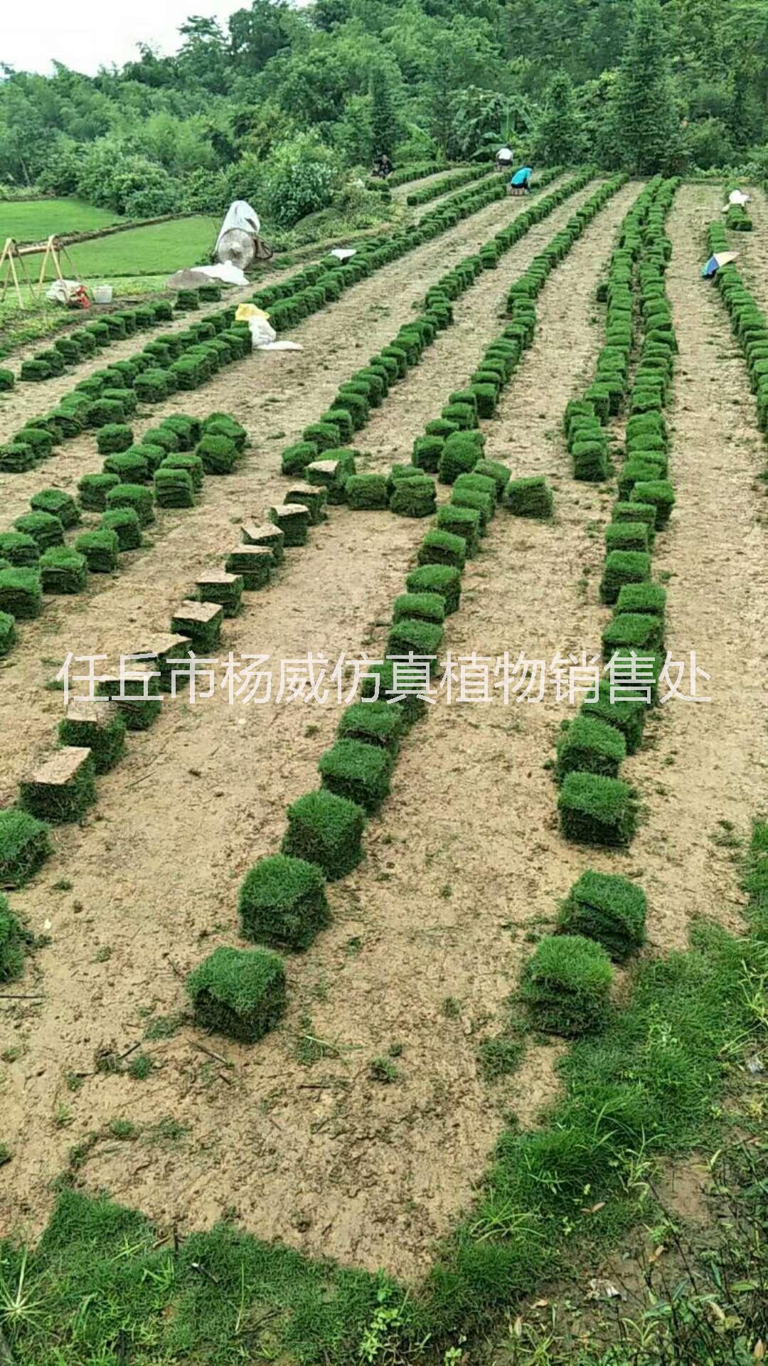 貴州草皮供應(yīng)商  貴州草皮  貴州草皮  貴州草皮