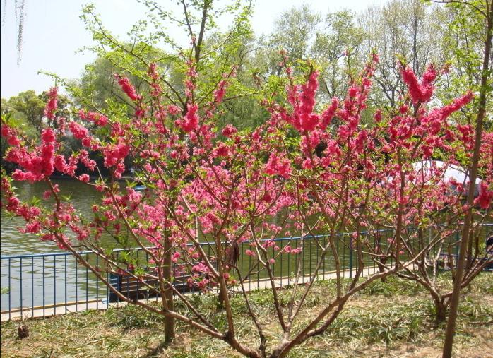 碧桃 碧桃批發(fā) 碧桃供應(yīng)商 碧桃批發(fā)商