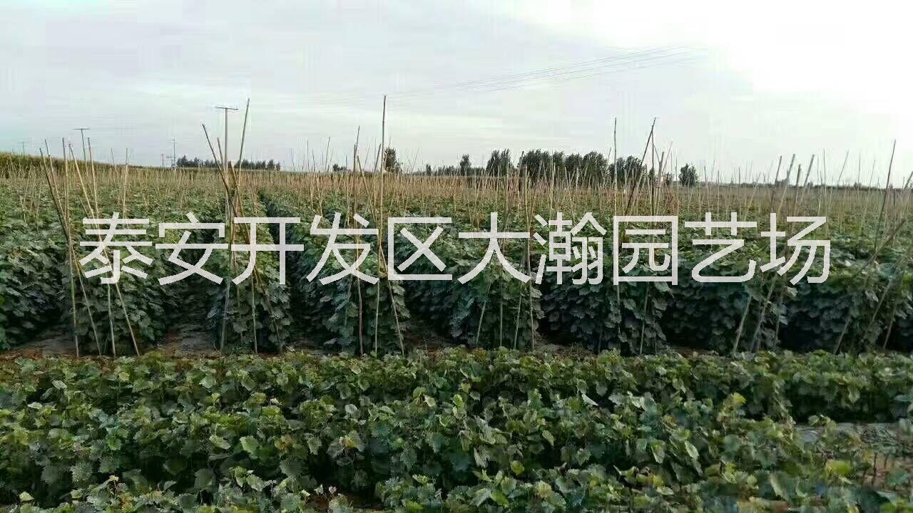葡萄樹苗批發(fā)，基地*，量大質優(yōu) 專業(yè)品種苗