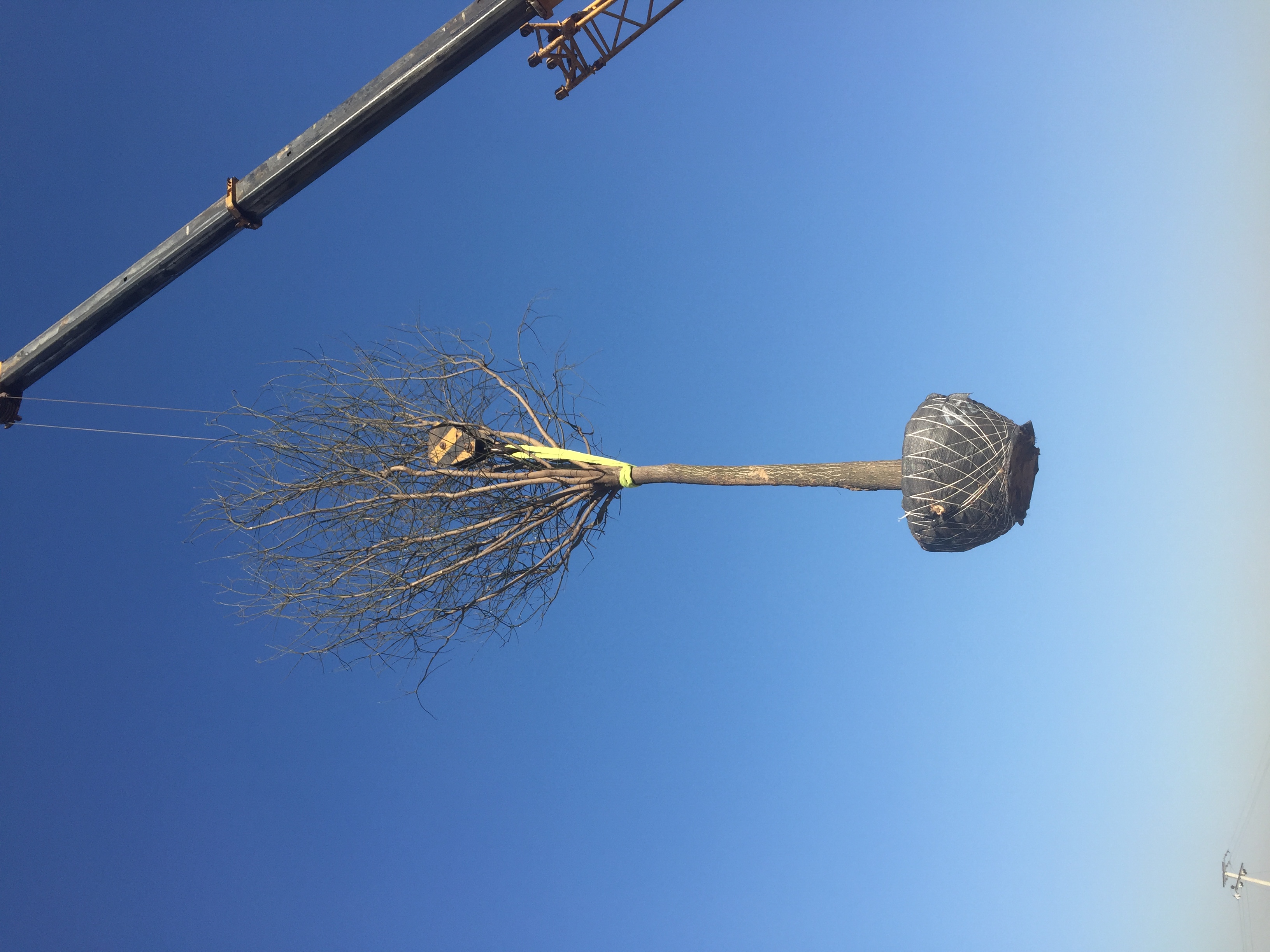 供應(yīng)10公分國(guó)槐-40cm的*國(guó)槐大量出圃中