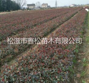 梔子花  梔子花苗木 梔子花供應(yīng)商 湖北梔子花