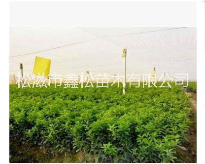 柑橘 柑橘苗 早晚熟柑橘苗 柑橘供應(yīng)商