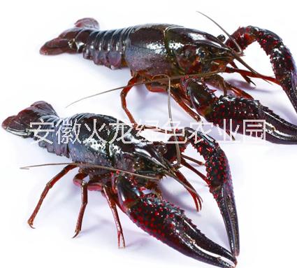 小龍蝦