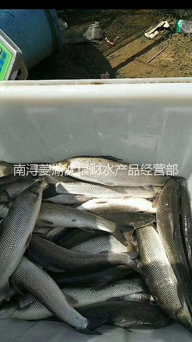 【釣魚場】銀鱈魚（大鱗鲃銀鱈魚） 長三角地區(qū)*惠 歡迎選購