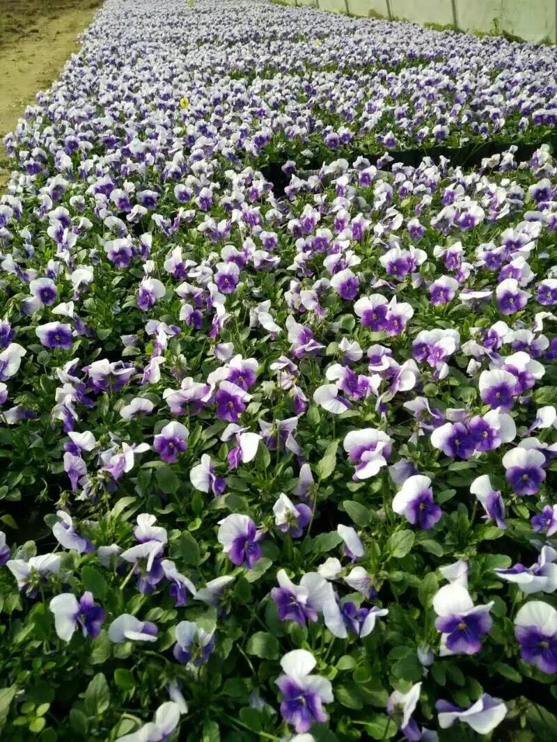 西安北郊草花基地，基地自產(chǎn)自銷。量大從優(yōu)