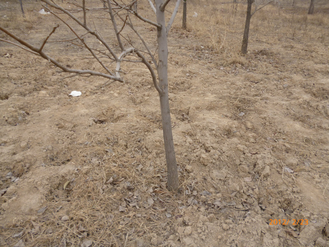 自己苗圃柿子苗出售各種規(guī)格