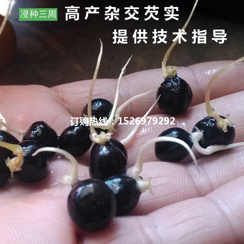 雜交芡實(shí)種子批發(fā)  高產(chǎn)芡實(shí)種苗 產(chǎn)地供應(yīng) 承接芡實(shí)種植
