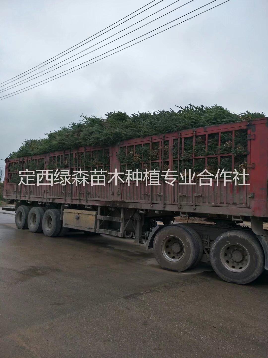 甘肅1米1.2米2米3米4米，甘肅云杉、內(nèi)蒙西藏云杉、臨洮云杉