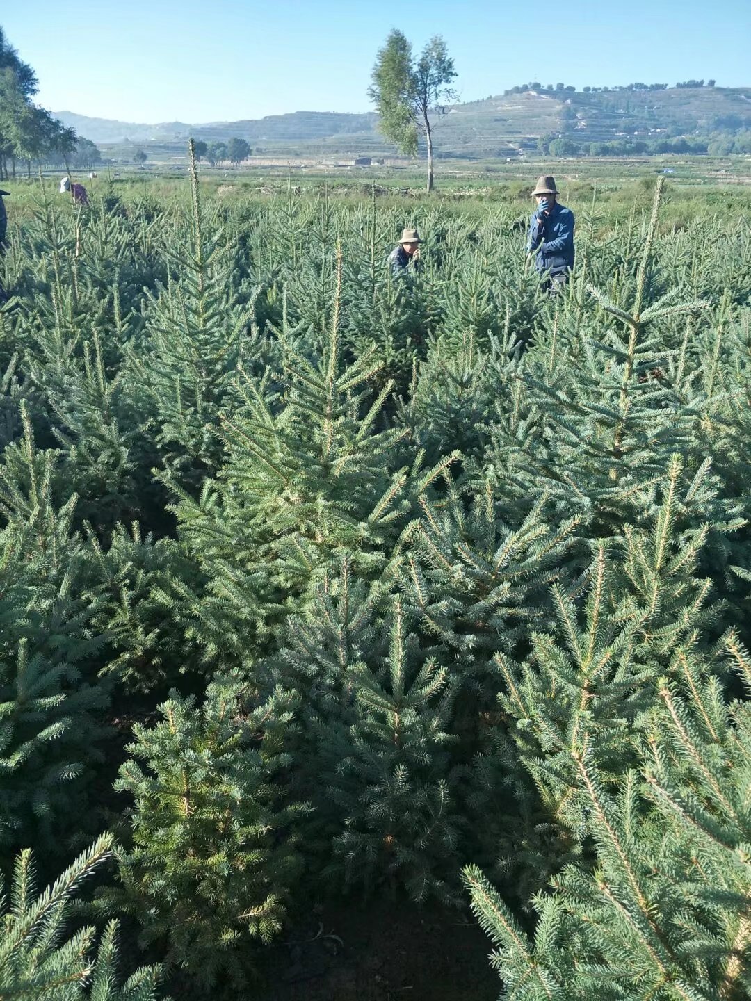 甘肅1米1.2米2米3米4米，甘肅云杉、內(nèi)蒙西藏云杉、臨洮云杉