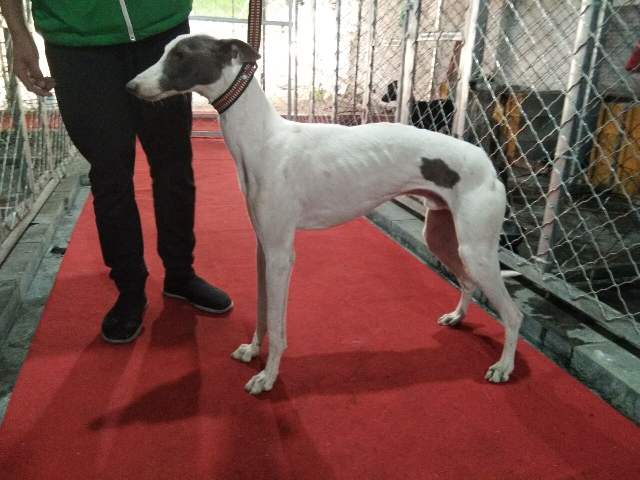 供應(yīng)大小格力犬 靈緹犬 惠比特 格力犬活體純種 格力犬幼犬價(jià)格 格力犬活體純種 格力犬幼犬價(jià)格