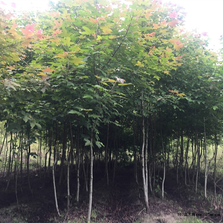 福建楓香苗種植 基地 批發(fā) 價格