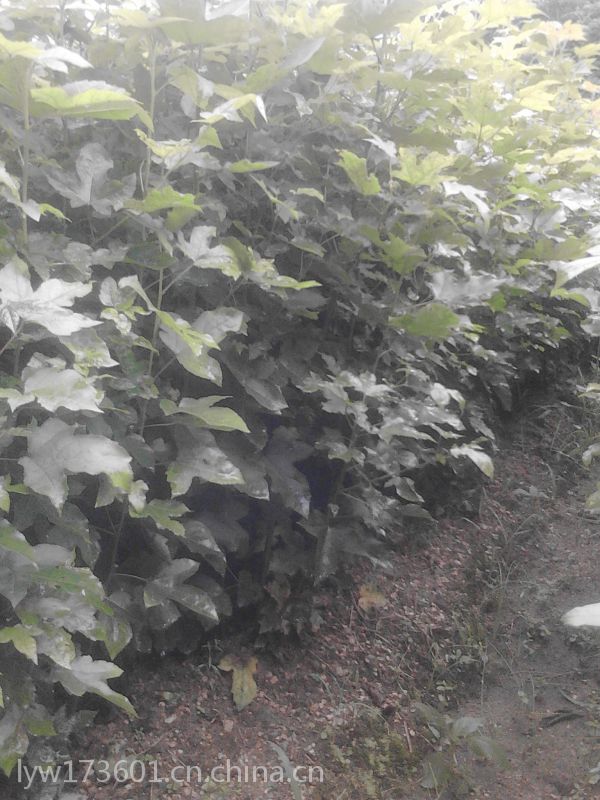 福建楓香苗種植 基地 批發(fā) 價格