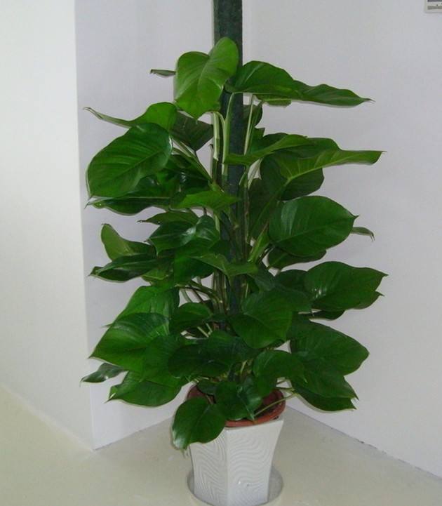 供應(yīng)綠植批發(fā)合肥綠植批發(fā)公司綠蘿大葉綠蘿批發(fā)租賃銷售