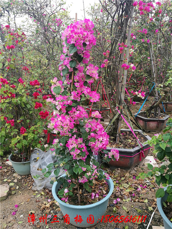 多色花三角梅 各種規(guī)格簕* 三角梅盆景 現貨直銷