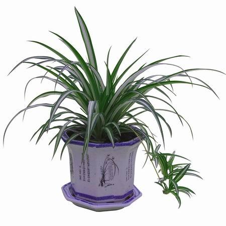 供應(yīng)吊蘭合肥綠植公司-合肥花卉租賃公司 吊蘭銷售租賃合肥綠植公司