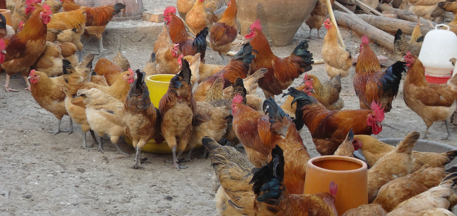 供應(yīng)貴州土雞苗誠(chéng)信為本*包運(yùn)包成活率免費(fèi)提供養(yǎng)殖技術(shù)資料書