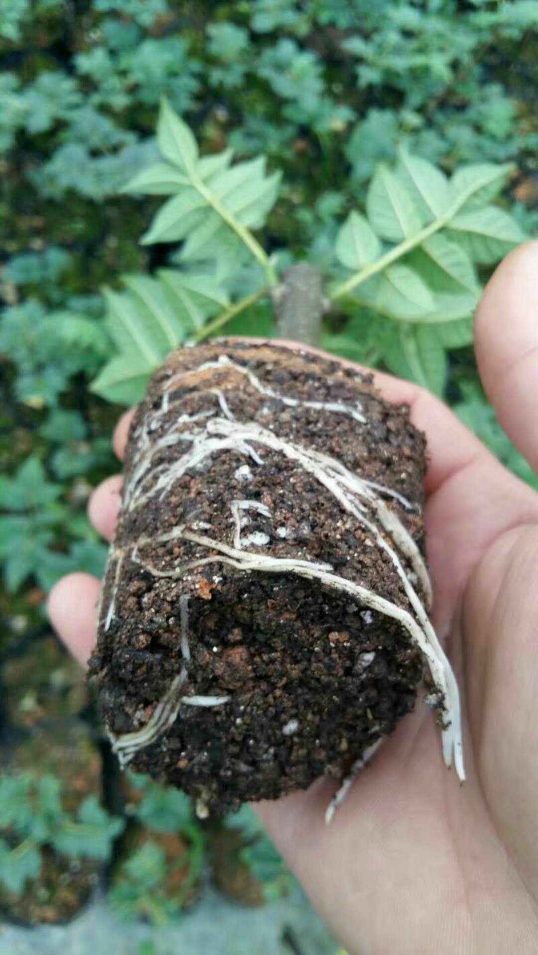 廣西吳茱萸苗價(jià)格，廣西吳茱萸苗批發(fā)，廣西吳茱萸苗大量供應(yīng)