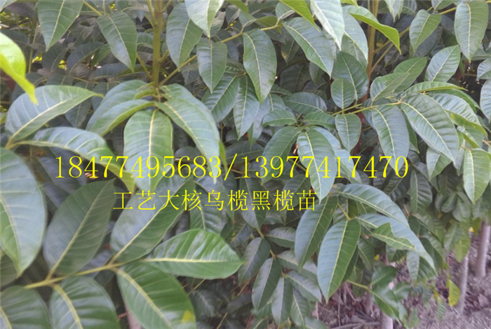 大核橄欖嫁接苗，大烏欖嫁接苗樹苗，大核工藝橄欖樹苗牛股欖苗