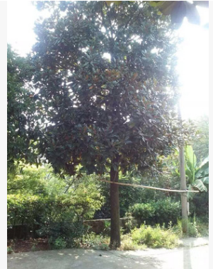 基地直銷廣玉蘭苗木 供應(yīng)廣玉蘭苗木批發(fā) 湖南長沙廣玉蘭苗木經(jīng)銷商