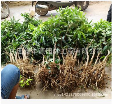 荔枝苗 無(wú)核荔枝苗 妃子笑荔枝苗 桂味荔枝苗