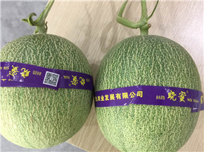 【品質(zhì)穩(wěn)定,脆甜爽口】絲露曉蜜瓜  哈密瓜 絲露曉蜜瓜 哈密瓜 海南出產(chǎn)
