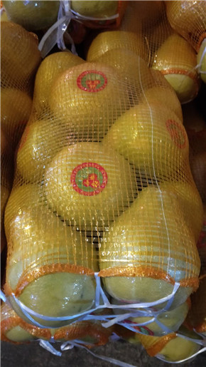 柚子 沙田柚 老樹蜜柚