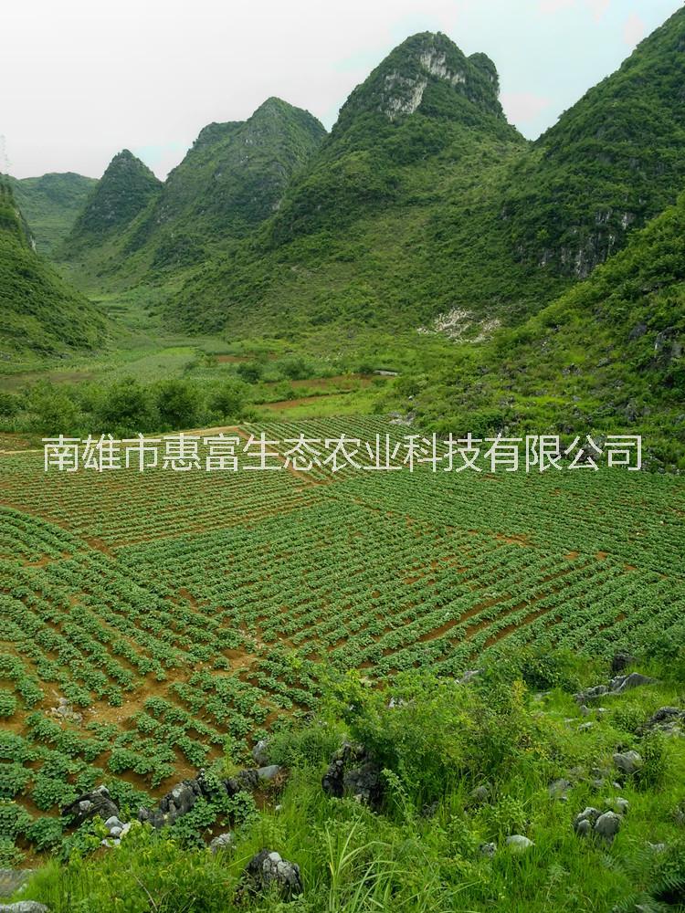 番薯、紅薯、甘薯、白薯、地瓜