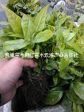 白玉蘭 白玉蘭苗批發(fā) 貴州白玉蘭 白玉蘭價格