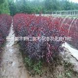 貴州碧桃 貴州碧桃銷售 貴州碧桃批發(fā)價格 貴州碧桃種植