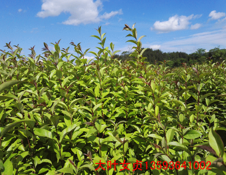 大葉女貞 一年大葉女貞樹(shù)苗價(jià)格 大葉女貞批發(fā) 湖北大葉女貞苗批發(fā)