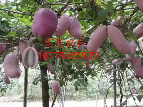 遂川商龍八月瓜價(jià)格 八月瓜種子 八月瓜種苗 八月瓜