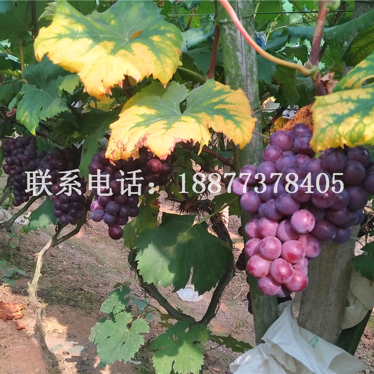 夏黑葡萄苗_夏黑葡萄苗價(jià)格_廣西優(yōu)質(zhì)夏黑葡萄苗批發(fā)