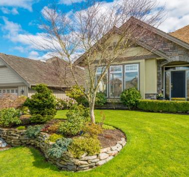 廠家供應(yīng)大葉油草   大葉油草報(bào)價(jià) 大葉油草批發(fā)  東莞直銷大葉油草   大葉油草