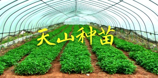 天山種苗紅薯苗西瓜苗