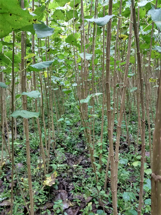 供應(yīng)湖北白楊樹苗、湖北白楊樹苗價格、湖北白楊樹苗批發(fā)
