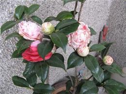 供應(yīng)福建茶花、茶花種植基地、茶花批發(fā)產(chǎn)地