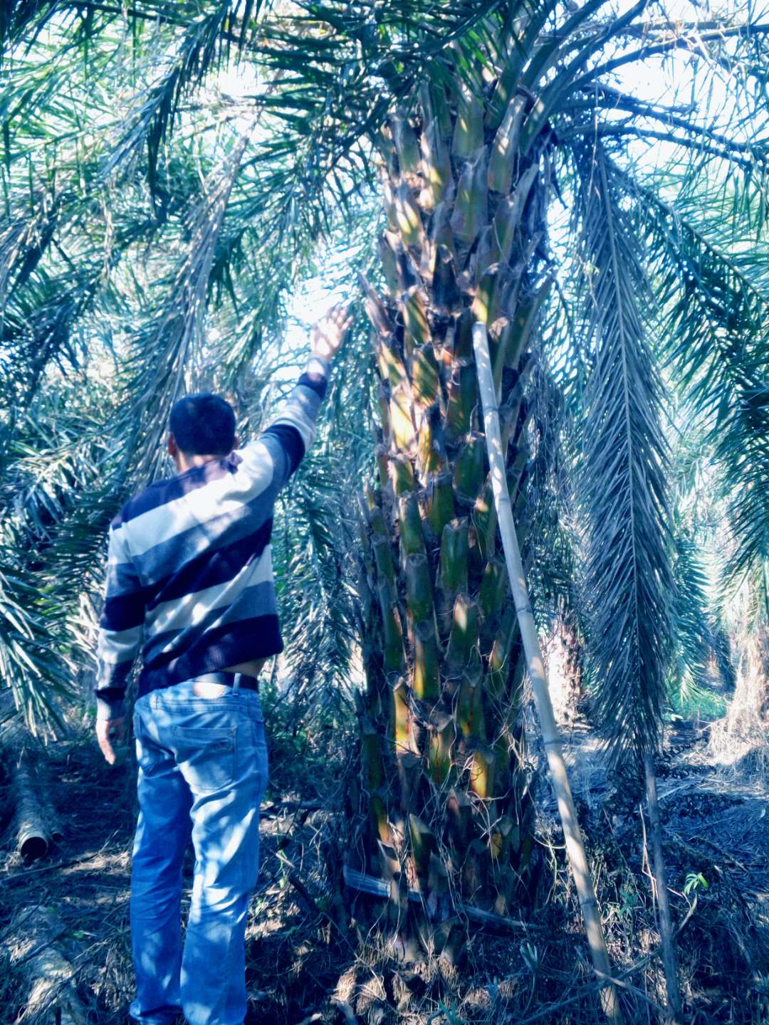 中東海棗_中東海棗樹基地_中東海棗樹價格_優(yōu)質(zhì)中東海棗樹批發(fā)_中東海棗價格_中東海棗