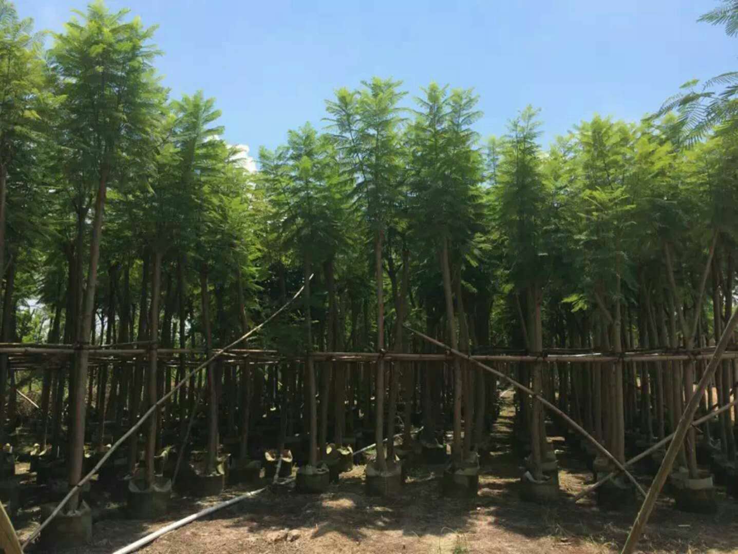 云南藍花楹 供應云南藍花楹價格 供應云南藍花楹報價 供應云南藍花楹批發(fā)