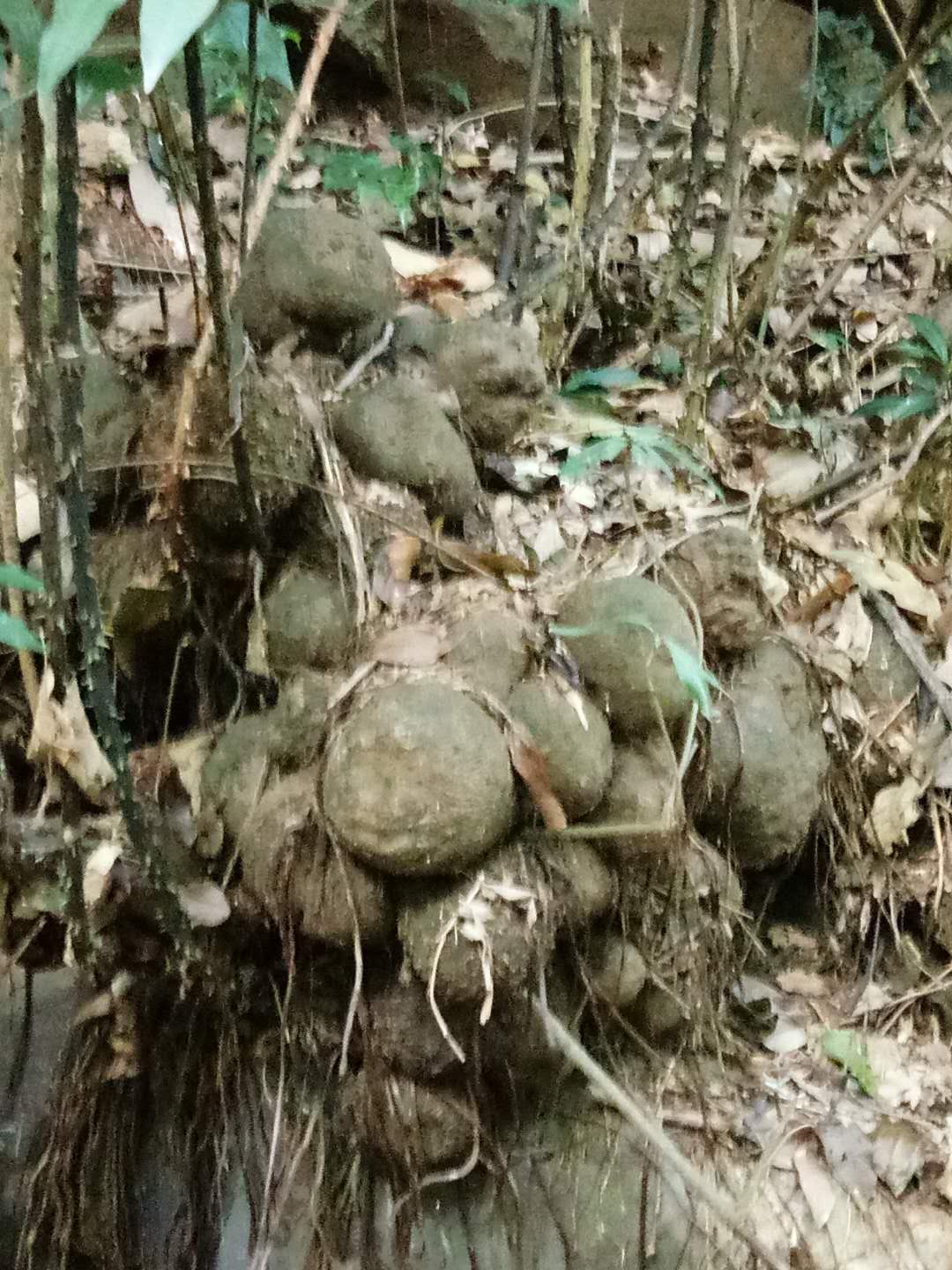 *赤茯苓