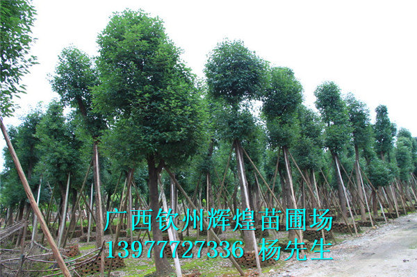 廣西小葉欖仁種植 小葉欖仁 廣西小葉欖仁廠家 廣西小葉欖仁批發(fā)