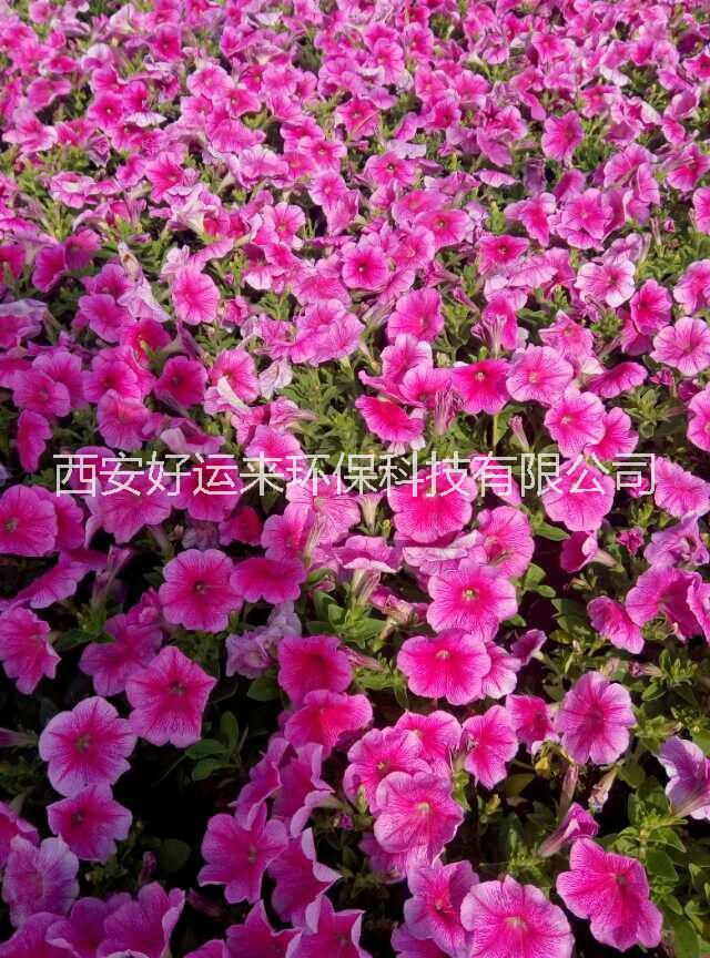 草花哪里有 西安草花花卉基地