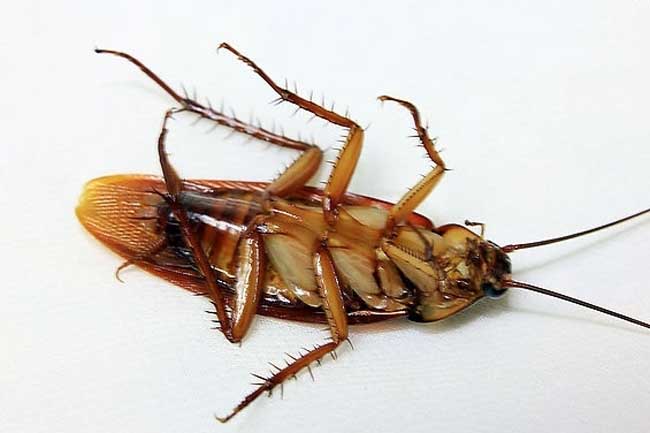 天津消殺公司電話   食品廠專業(yè)蟲害控制  天津除蟲除蟻公司