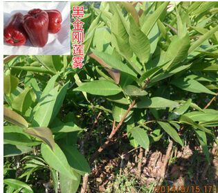 優(yōu)質(zhì)無核黃皮苗、廣西無核黃皮苗直銷、無核黃皮苗批發(fā)價格