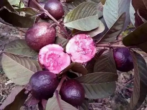 番石榴苗供應(yīng)商、番石榴苗基地直銷、廣西番石榴苗