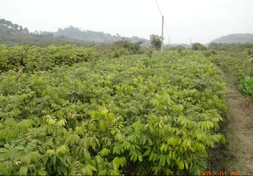 供應(yīng)廣西龍眼苗、龍眼苗種植基地、龍眼苗批發(fā)價(jià)格