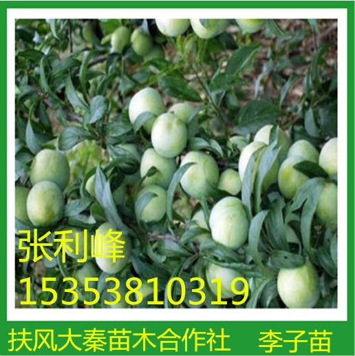 杏苗供應(yīng)商 杏苗直銷 杏苗價格 杏苗基地  杏苗供應(yīng) 廣西杏苗 廣州杏苗 東莞杏苗  廣州杏苗 江西杏苗   德州杏苗