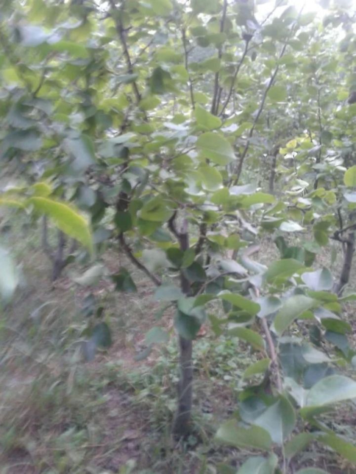 梨樹，梨樹是薔薇科梨屬，多年生落葉果樹，喬木。在*都有廣泛的分布。 梨樹，黃金梨樹， 供應梨樹，