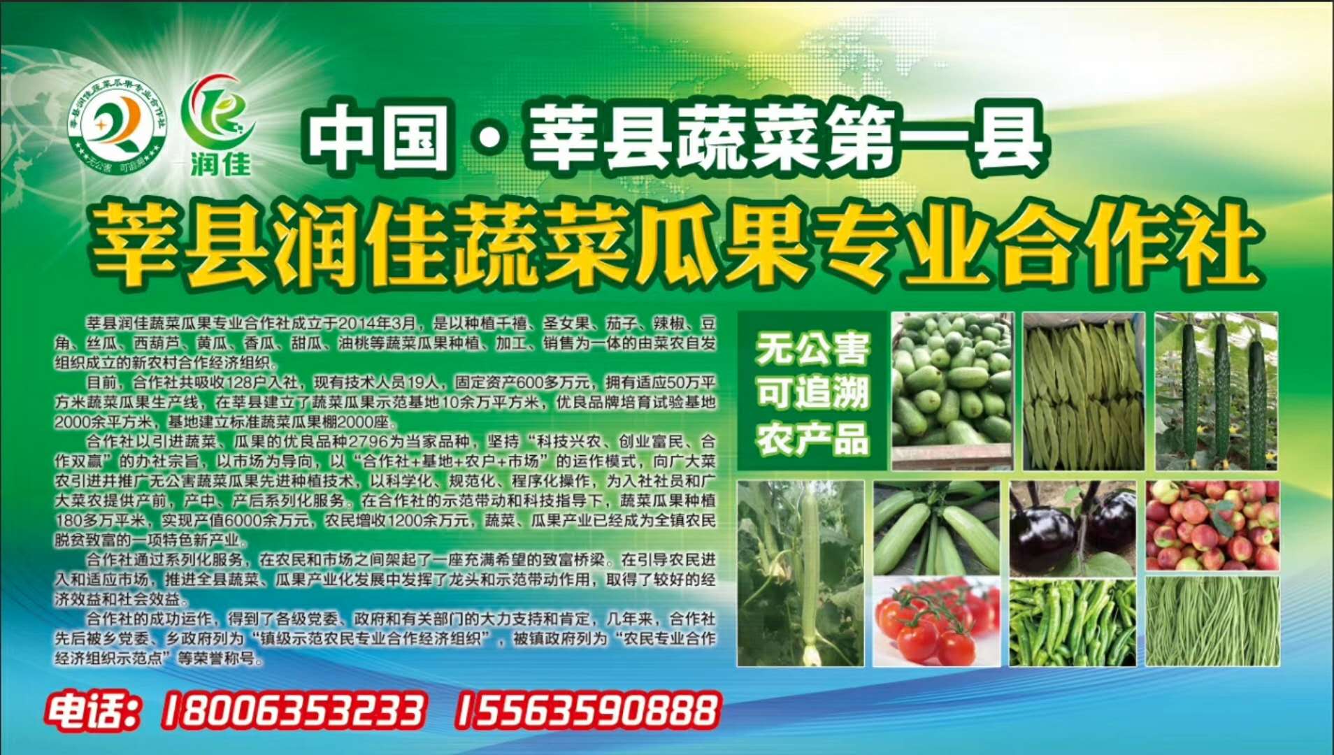 山東茄子報價廠家直銷 廣州茄子報價 深圳茄子批發(fā) 聊城茄子廠家