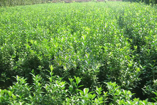 衛(wèi)矛供應(yīng)商  衛(wèi)矛 衛(wèi)矛價格 江蘇衛(wèi)矛樹